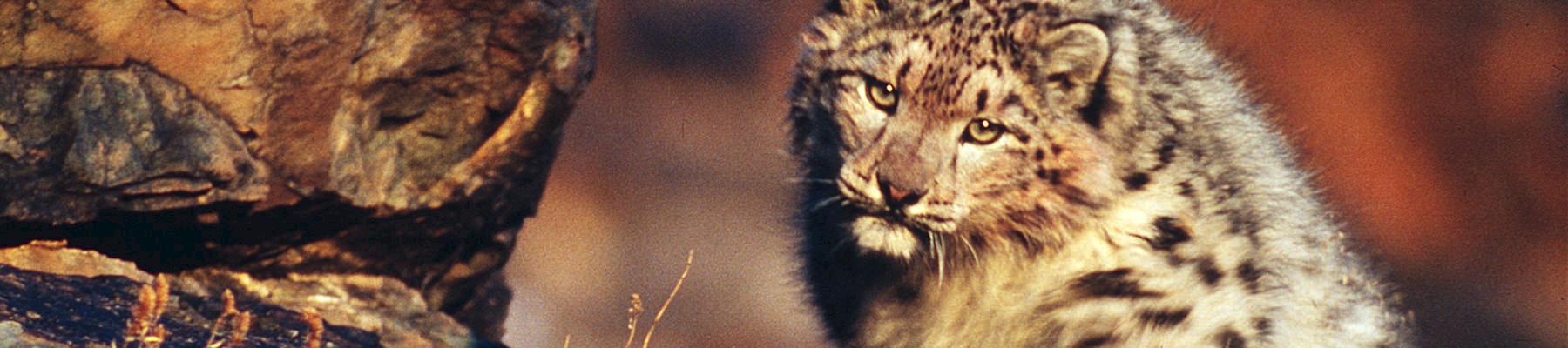 International collaboration is helping to conserve Snow Leopards © Fritz Pölking / WWF