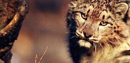 Combatting Snow Leopard poaching & trafficking the elusive X factor to conserve Asia’s high mountain ecosystems