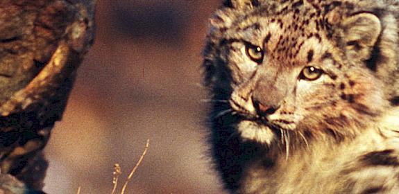 International collaboration is helping to conserve Snow Leopards © Fritz Pölking / WWF