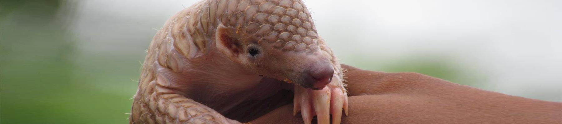 An Indian Pangolin Manis crassicaudata © Rajesh Kumar Mohapatra