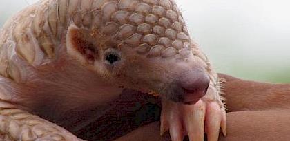 Nearly 6,000 pangolins in illegal wildlife trade in India since 2009