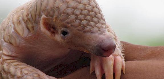 An Indian Pangolin Manis crassicaudata © Rajesh Kumar Mohapatra