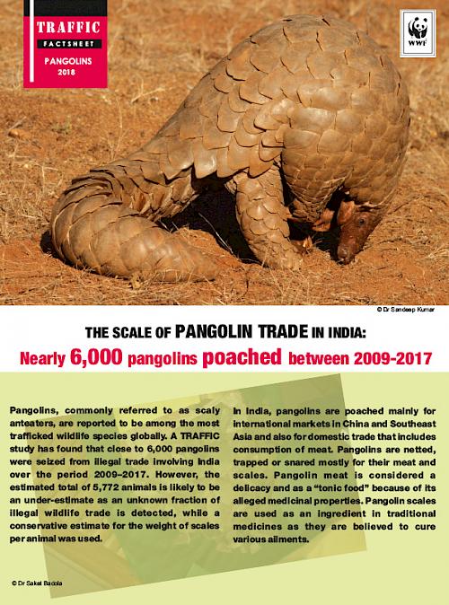 Nearly 6,000 pangolins in illegal wildlife trade in India since 2009 - Wildlife  Trade News from TRAFFIC