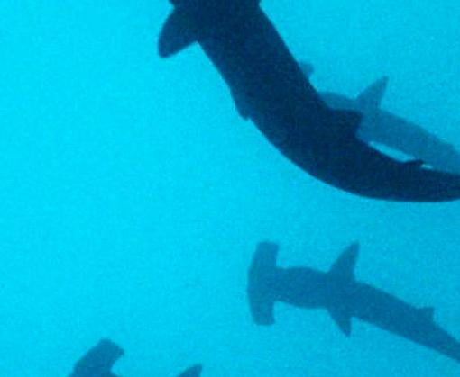 An Overview of Shark Utilization in the Coral Triangle Region