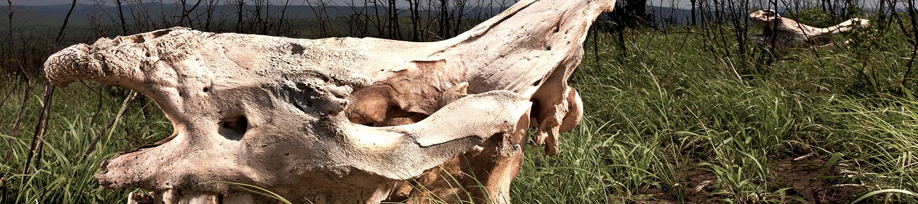 A de-horned Rhino skull in the bushveld at Hluhluwe-iMfolozi Park, South Africa © Brent Stirton / Getty Images / WWF-UK