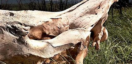The South Africa-Viet Nam Rhino Horn Trade Nexus