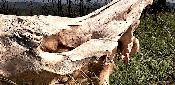 A de-horned Rhino skull in the bushveld at Hluhluwe-iMfolozi Park, South Africa © Brent Stirton / Getty Images / WWF-UK