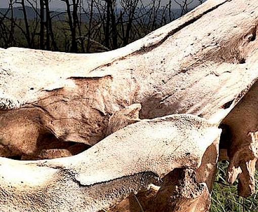 The South Africa—Viet Nam Rhino Horn Trade Nexus