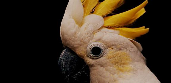 Yellow-crested cockatoo Cacatua sulphurea © Martin Harvey / WWF