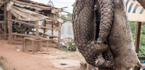 Bushmeat displayed for sale in Cameroon © A. Walmsley / TRAFFIC