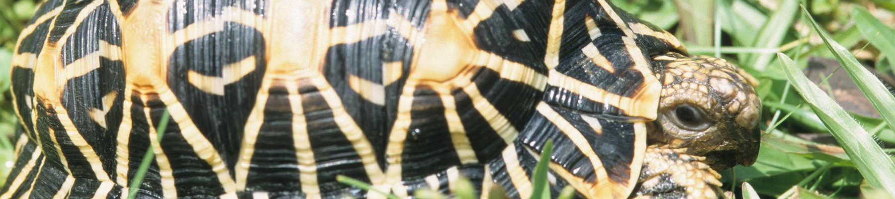 Indian Star tortoise Geochelone elegans, frequently traded illegally as pets © TRAFFIC