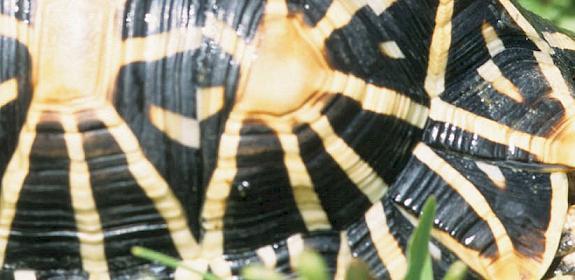 Indian Star tortoise Geochelone elegans, frequently traded illegally as pets © TRAFFIC