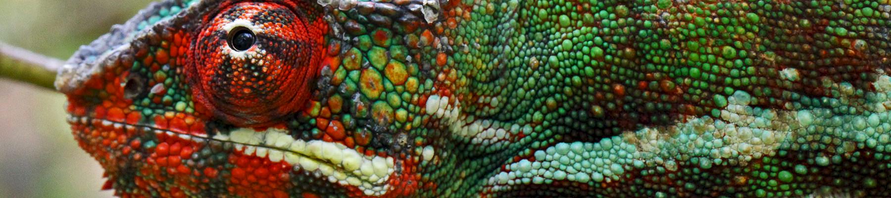 Panther chameleon Furcifer pardalis © vil.sandi / Generic CC 2.0