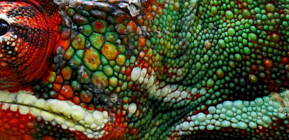 Panther chameleon Furcifer pardalis © vil.sandi / Generic CC 2.0