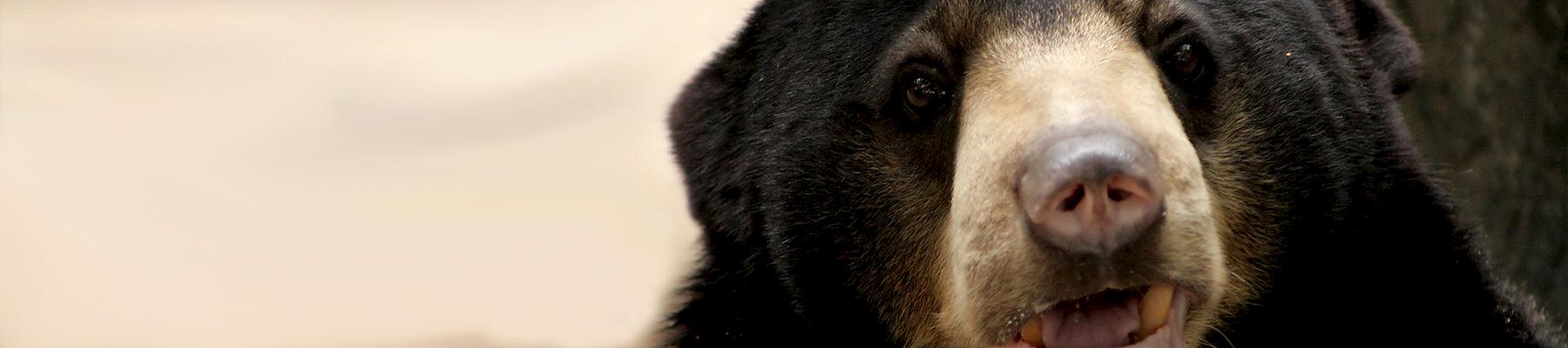 An Asiatic Black Bear Ursus thibetanus © Phalinn Ooi / Generic CC 2.0