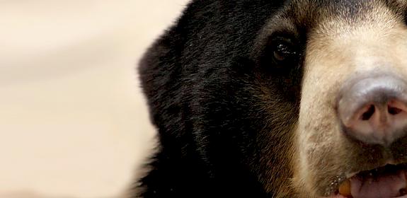 An Asiatic Black Bear Ursus thibetanus © Phalinn Ooi / Generic CC 2.0