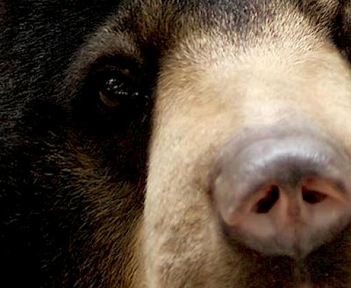 Pills, Powders, Vials & Flakes: The bear bile trade in Asia