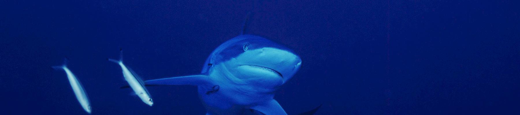 Grey reef shark Carcharhinus amblyrhynchos © Cat Holloway