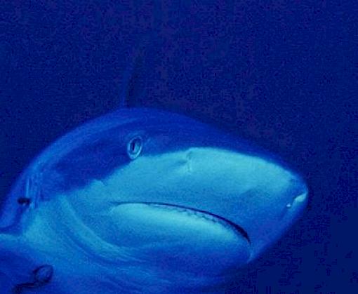 The Future of Sharks: A Review of Action and Inaction