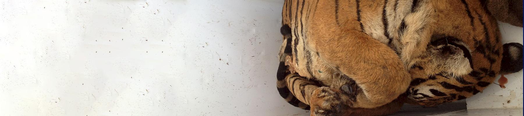 Seizure of dead tigers in the Khanna Yao region of Thailand © Panjit Tansom