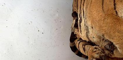 The Big Cat Trade in Myanmar and Thailand