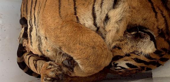 Seizure of dead tigers in the Khanna Yao region of Thailand © Panjit Tansom