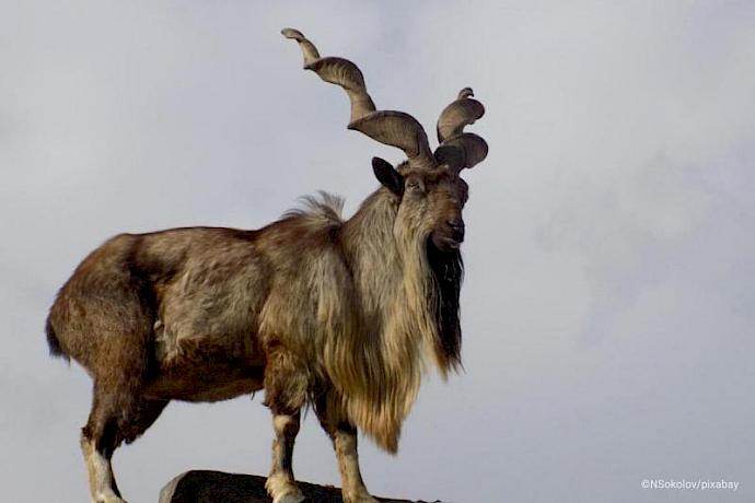Combatting wildlife crime
