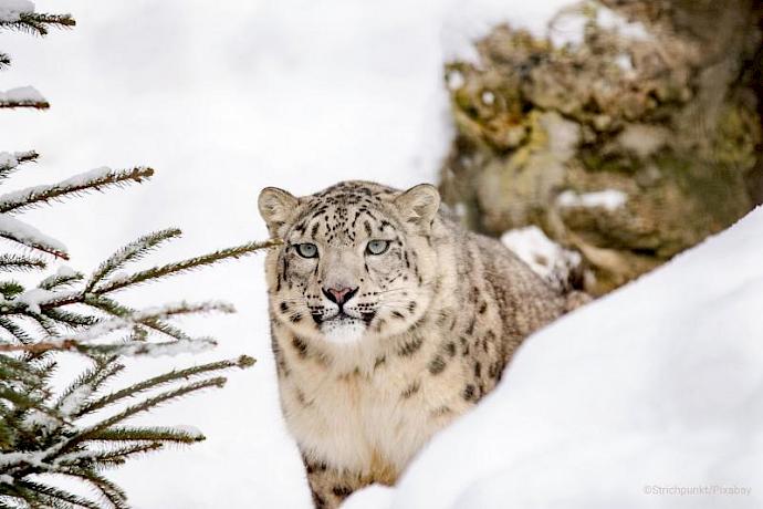 Reducing poaching and trafficking for the exotic pet trade