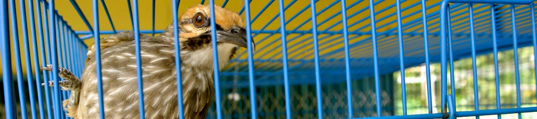 Straw-headed Bulbuls: classified as Endangered © D.Bergin/TRAFFIC