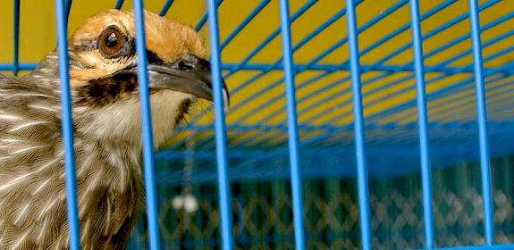 Straw-headed Bulbuls: classified as Endangered © D.Bergin/TRAFFIC