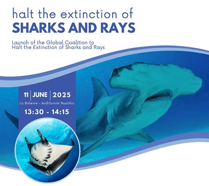 The Shark and Ray Extinction Crisis