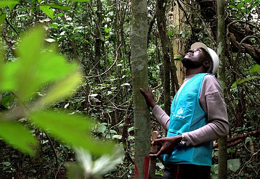 Transforming Tropical Timber Supply Chains for Equity, Good Governance and Sustainability