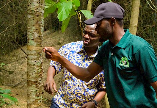 Leveraging Legality across timber supply chains