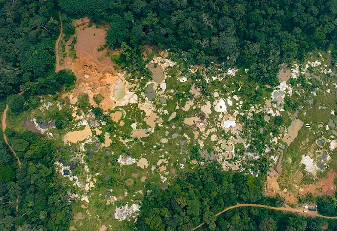 Nature crimes: the billion-dollar industry