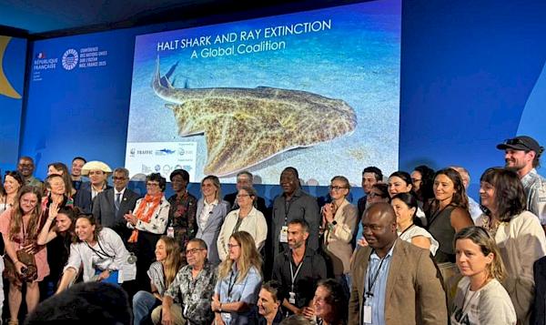 Nations come on board to Halt Shark and Ray Extinction