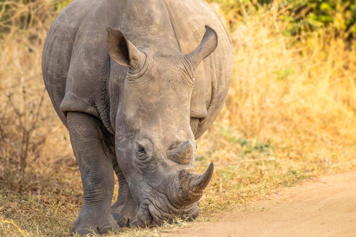 Genesis lopez bj with face she really likes to don sexy