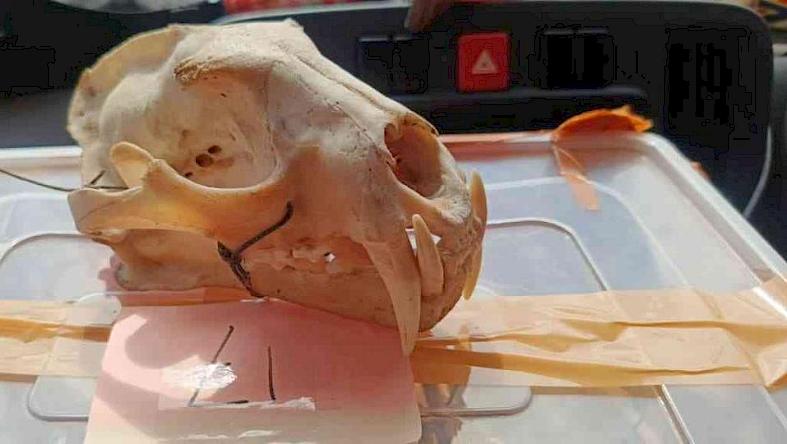 आचे भंडाफोड़ ने विशाल इंडोनेशिया-थाईलैंड वन्यजीव तस्करी मार्ग का खुलासा किया – ट्रैफिक से वन्यजीव व्यापार समाचार