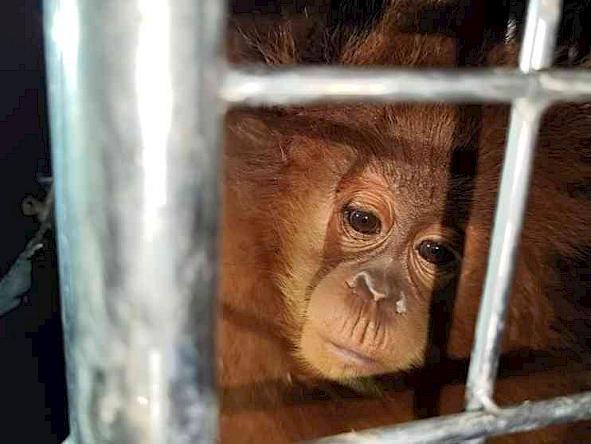 जब्त किया गया ओरंगुटान © इंडोनेशिया के वानिकी कानून प्रवर्तन महानिदेशालय