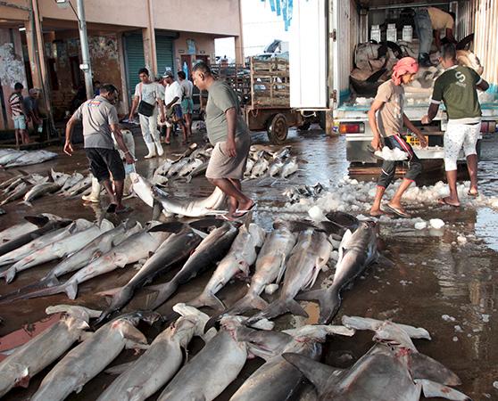 Sharks awaiting processing at a market in Delhi, India © Andy Cornish / WWF