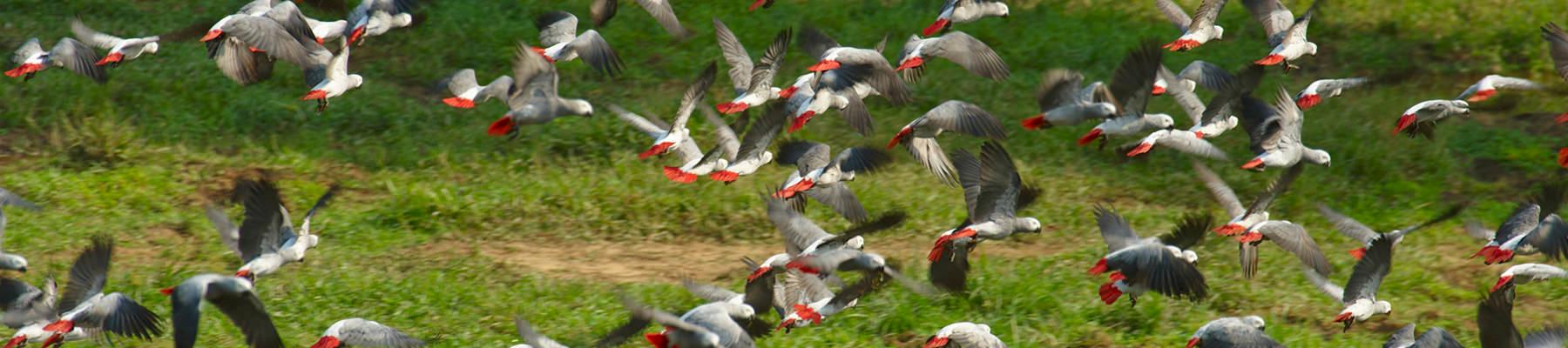 Grey Parrots Psittacus erithacus in flight © Ola Jennersten / WWF-Sweden