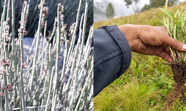 New films highlight sustainable harvesting success stories