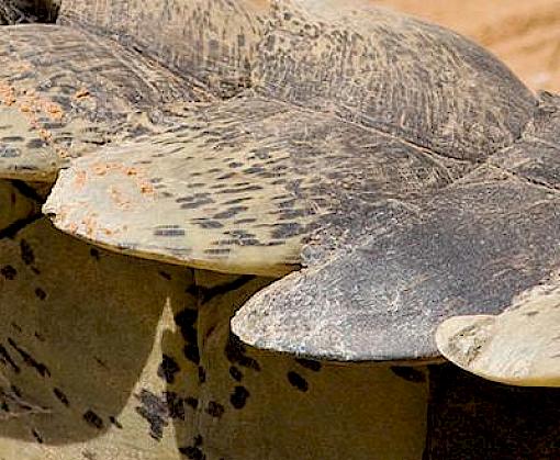 Eastward bound: Analysis of CITES-listed flora and fauna exports from Africa to East and Southeast Asia