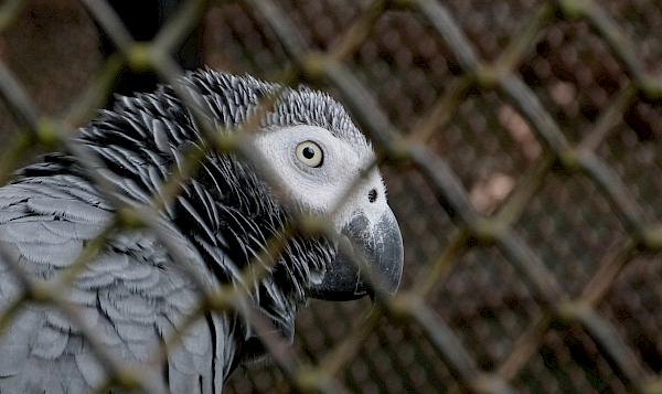 Before the cage: tackling African grey parrot trafficking from forests to buyers