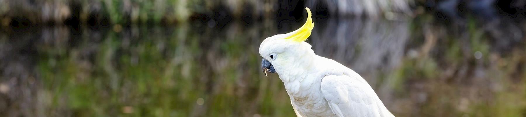 Two sulphur-crested cockatoos were among the Indonesian wildlife seized. © Rixie | Dreamstime.com