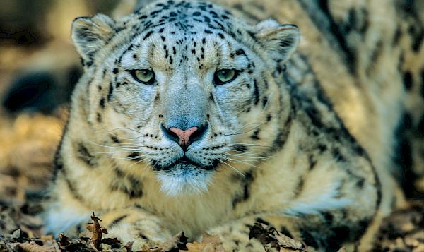 Cross-border enforcement cooperates to target illegal wildlife trafficking