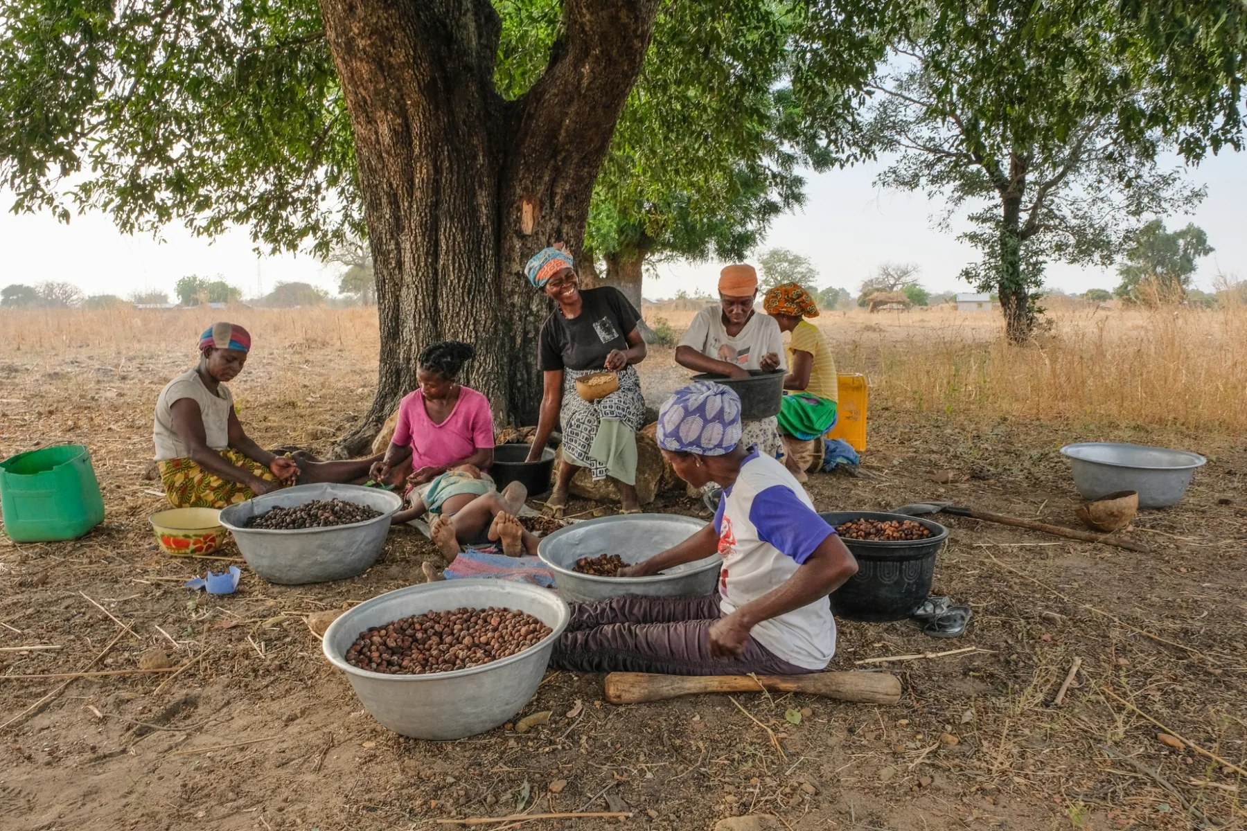 Community members processing wild-harvest products beneath a tree