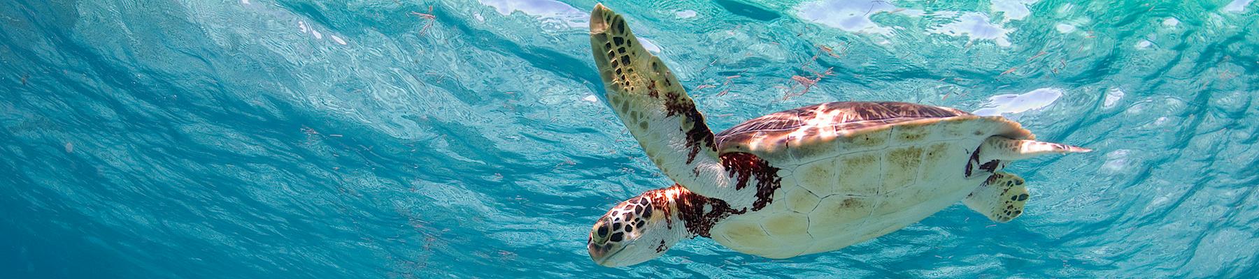 Photo: Antonio Busiello / WWF-US