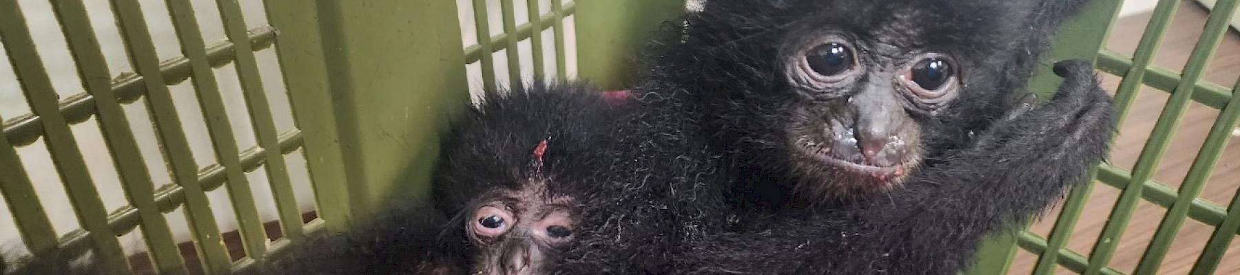 Photos of gibbons from rescued luggage by Pawan Sharma/RAWW(Resqink Association for Wildlife Welfare)