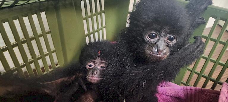 TRAFFIC reports 86 gibbons intercepted in Airport luggage