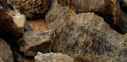 Wood for the Trees: A Review of the Agarwood Trade in Malaysia